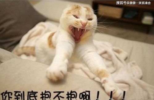 偷吃零食的猫下载手机版2024正版更新版-偷吃零食的猫中文版安卓下载v.2.12