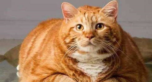 愤怒的奶奶大战猫恶作剧中文版下载-愤怒的奶奶大战猫恶作剧官方正版手游下载v.2.38