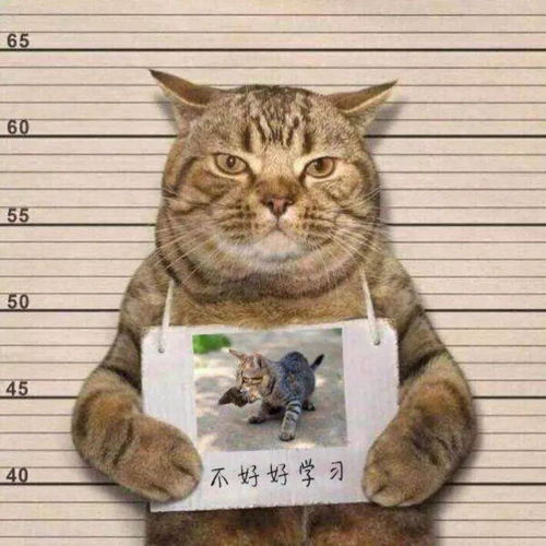 愤怒的奶奶大战猫恶作剧中文版下载-愤怒的奶奶大战猫恶作剧官方正版手游下载v.2.38